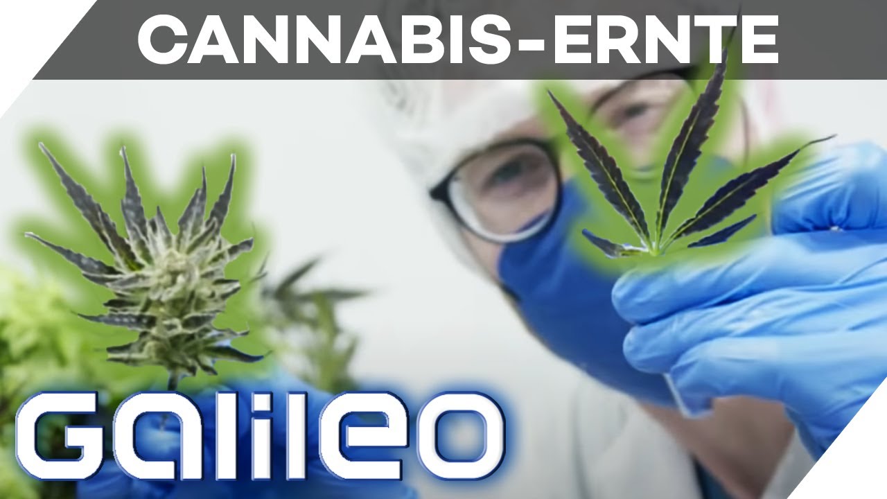 Cannabis als Medizin 🥦 1 Tag Gras-Ernte