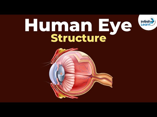 Structure of the Human eye | Human eye and the colorful world | Physics | Infinity Learn NEET class=