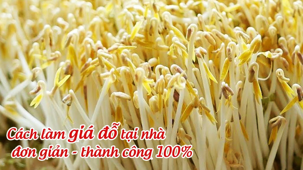 Cách TRỒNG GIÁ ĐỖ SẠCH vừa TRẮNG vừa MẬP đơn giản nhất | TRỒNG GIÁ SẠCH tại nhà