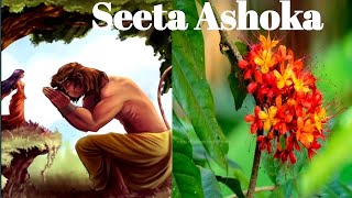 How to Care of Seeta Ashoka Tree / Saraca asoca/ सीता अशोक पेड की देखभाल कैसे करे