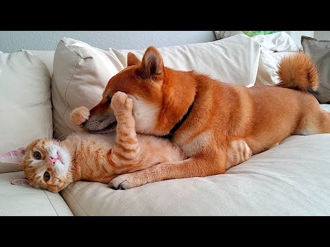 Видео: 😺 Рыжие - бесстыжие! 🐕 Смешное видео с собаками, кошками и котятами! 😸