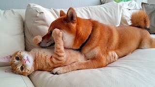 Orange are shameless!  Funny video with dogs, cats and kittens!
