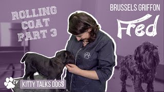 Rolling coat on Fred the Brussels Griffon  part 3 | Kitty Talks Dogs  TRANSGROOM