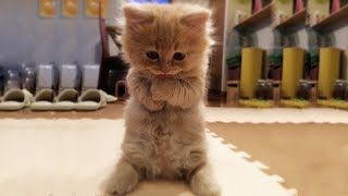 猫かわいい すごくかわいい子猫 最も面白い猫の映画 219