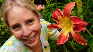 Daylily Tour Around Deck