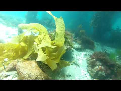 Portsea Pier - Scuba Dive Feb 2021