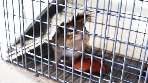 Easiest small animal trap? Havahart 1082 Easy-Set Rat, Chipmunk & Squirrel Trap Test