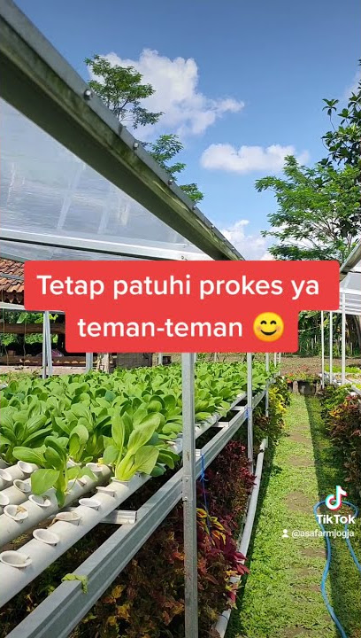 Suasana Pagi Hari di Kebun ASA Farm Jogja