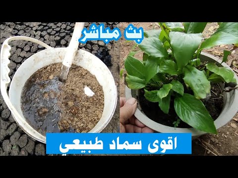 أقوى سماد طبيعي على وجهه الأرض سماد مخالفات الخيول