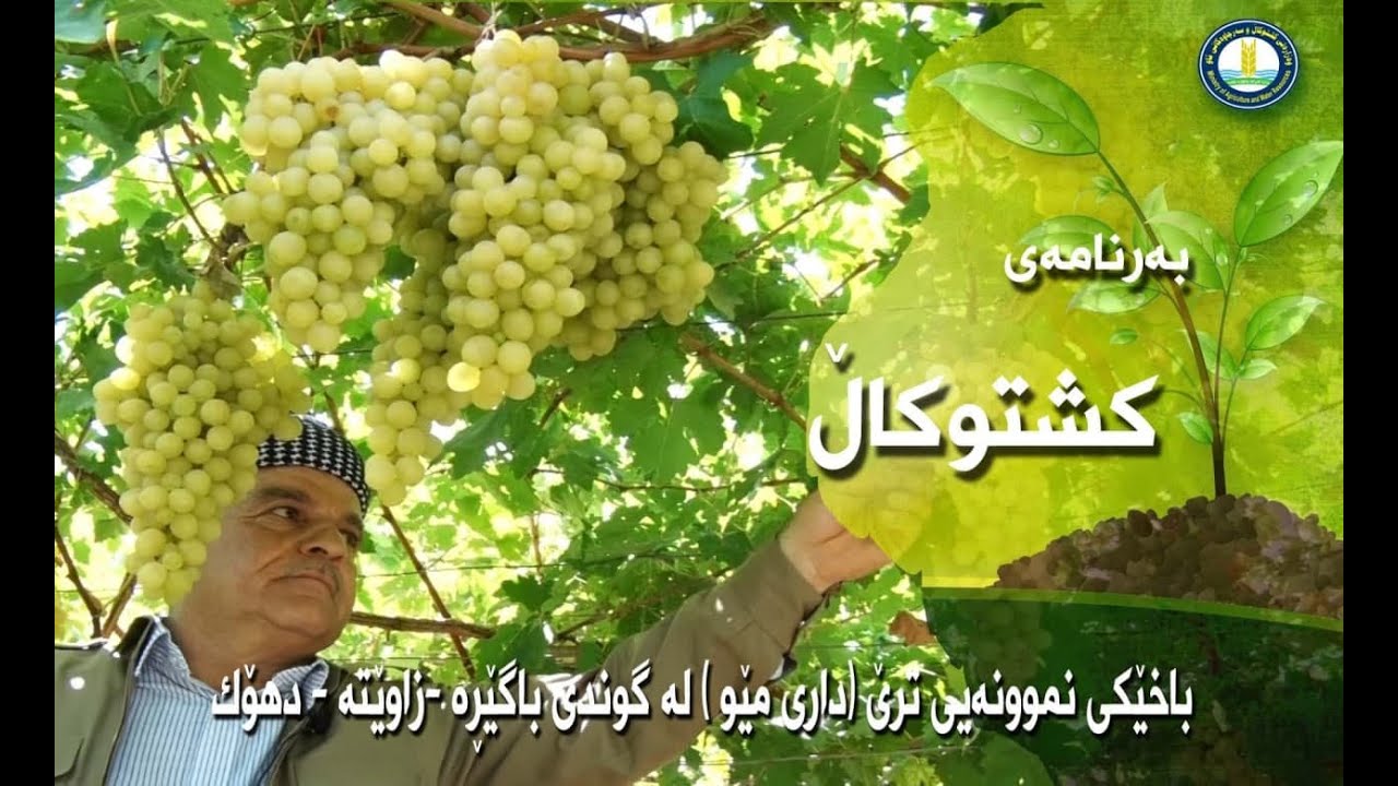 باخێکی نموونەیی ترێ لە گوندی باگێڕەی پارێزگای دهۆک