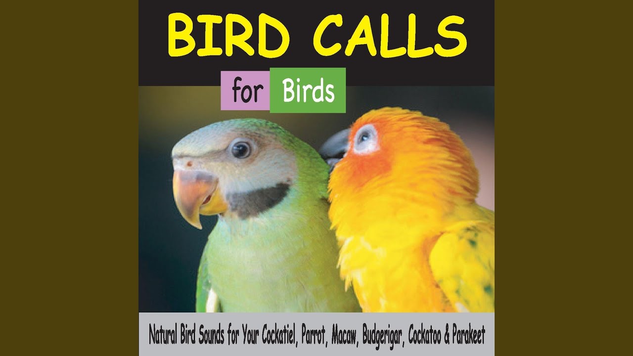 A Little Bird Told Me (Bird Calls for Birds) A Little Bird Told Me (Bird Calls for Birds)