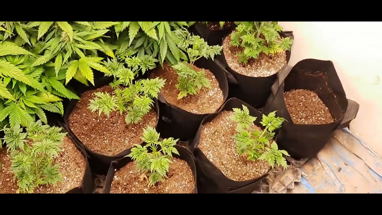 Freakshow Auto F5. All Males so far!? I took these off Strainly.