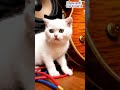 I Keep It Cool Cutie Kitten in music passion #shortsfeed #kitten #shortvideo #newmusicrelease #music