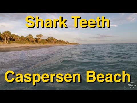 How to Find Hundreds of Shark Teeth at Caspersen Beach. Things To Do in Florida.