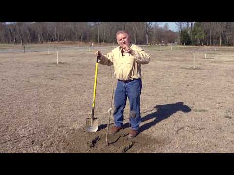 Planting Pecan Trees