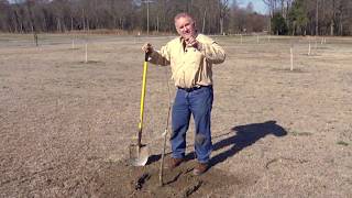 Planting Pecan Trees