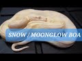 Reptiles / Snakes ; Snow vs Moonglow , Ghost Boa Constrictor