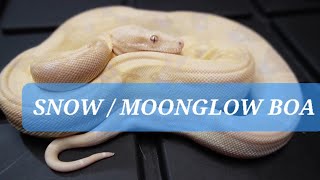 Reptiles Snakes Snow Vs Moonglow , Ghost Boa Constrictor