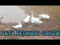 PATA PEDINDO CRUZA,O PATO ESTA VELHO OU TEM POUCO PATO ?