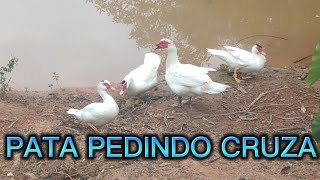 PATA PEDINDO CRUZA,O PATO ESTA VELHO OU TEM POUCO PATO ?