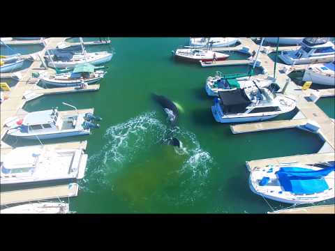 AERIALS Large HUMPBACK WHALE Confused or Lost In Ventura Marina 4K