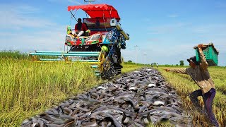 OMG! Really Fishing Under Scrap Rice in Season Harvest Rice Season   Best Fisherman Catching CatfiSH