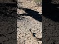 Snake in the eagle shadow #lifeisbutadream #youtubeshorts