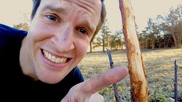 So sad! My fruit trees debarked by deer