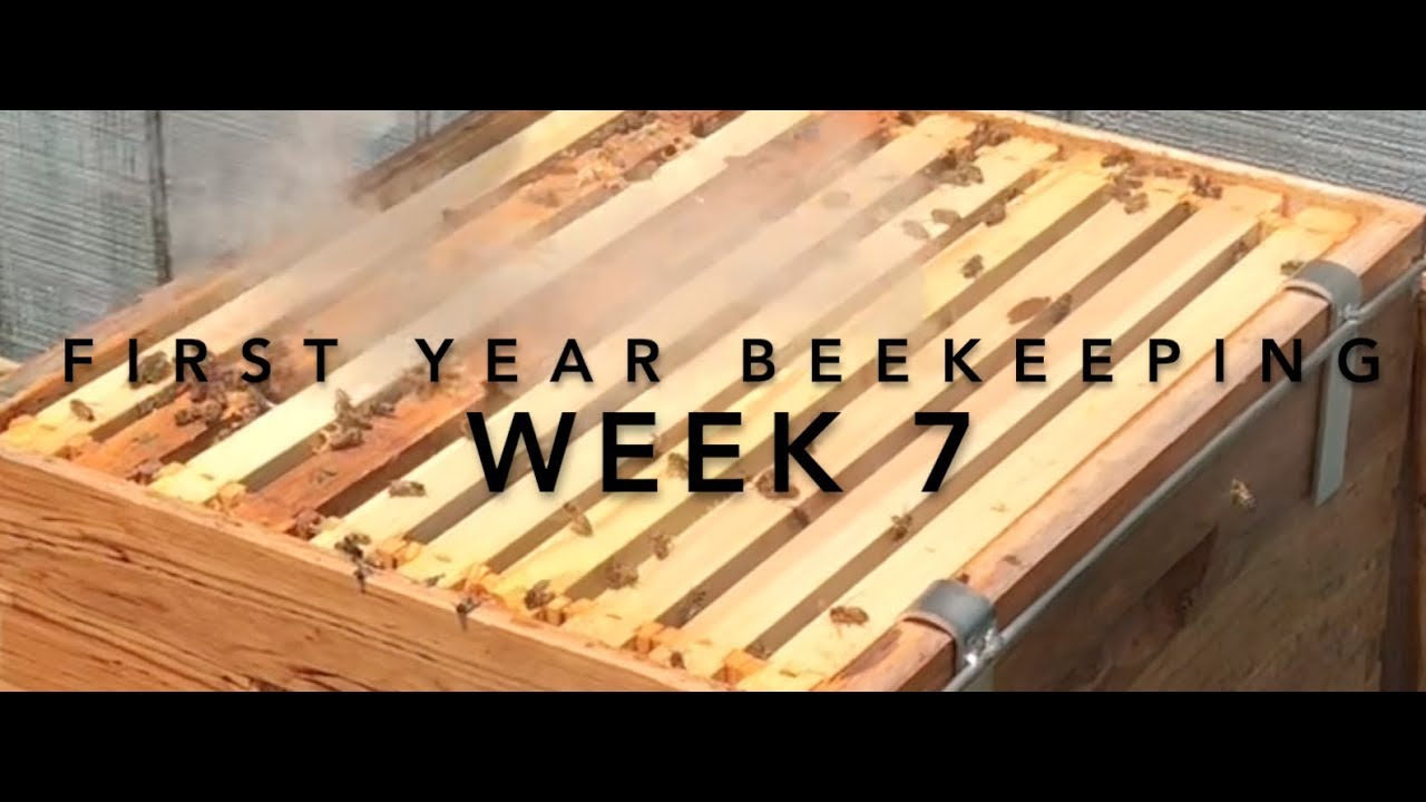 First Year Beekeeping: Week 7 - Looking for Signs of a New Queen - YouTube