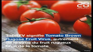 Virus de la tomate : c'est quoi ce nouveau virus ?