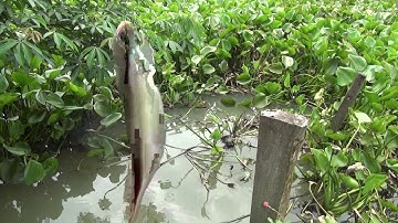 câu cá , mồi con ăn mày đã có . LH zalo 0762573421 | GÒ CÔNG TV