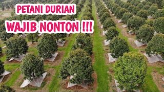 Cara penanaman dan persiapan lahan perkebunan durian #durian durian #fyp #investasi #viral