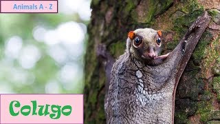 Colugos (Galeopterus variegatus) - "Flying Lemurs"