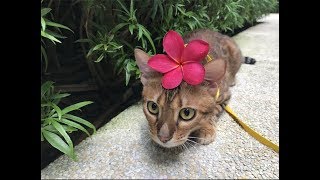 Bengal cats love taking a walk by Pucci Peanut 578 views 6 years ago 53 seconds