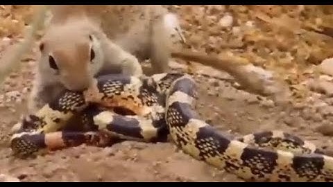 Ground squirrel takes on bull snake| CCTV English