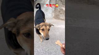 This is Kalyug, Sir…😛 #motivation #punjithelabrador #funnydog #2025 #dogshorts #love ￼