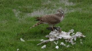 Sparrowhawk Predates A Collared Dove.