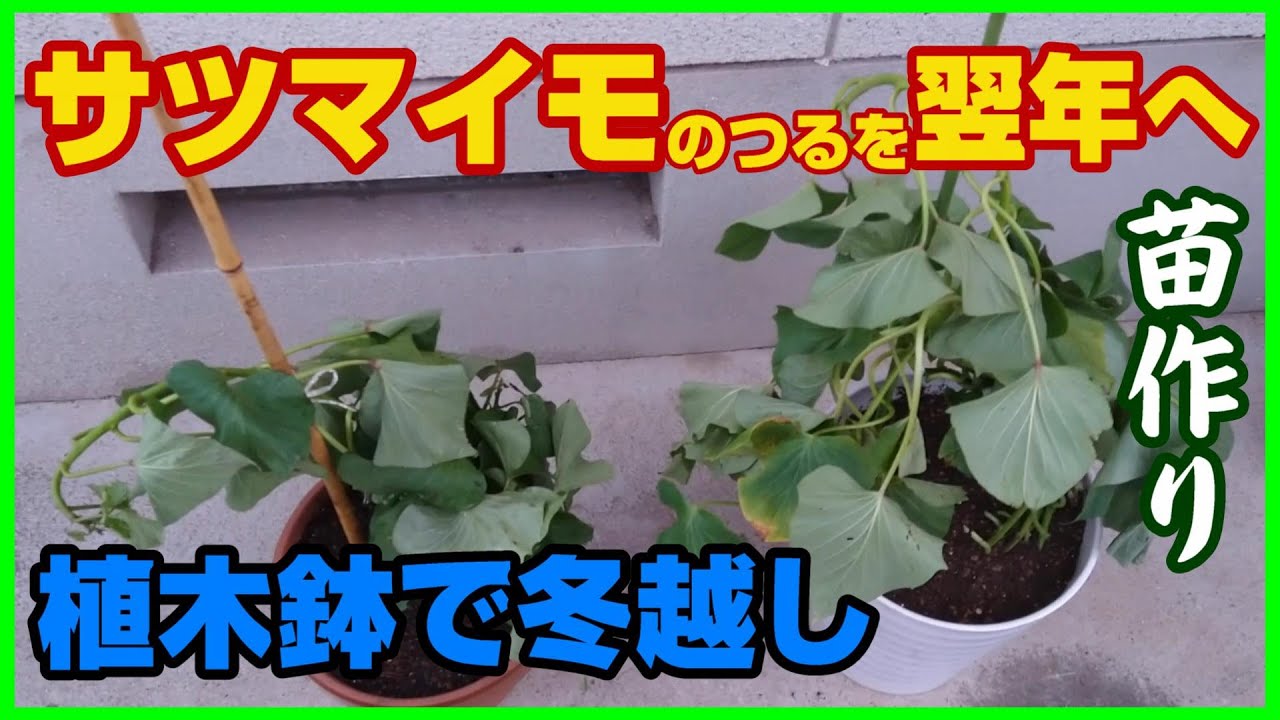 Собранные лозы батата переживают зиму и готовы к следующему году (Часть 1) - Использование лоз дл...