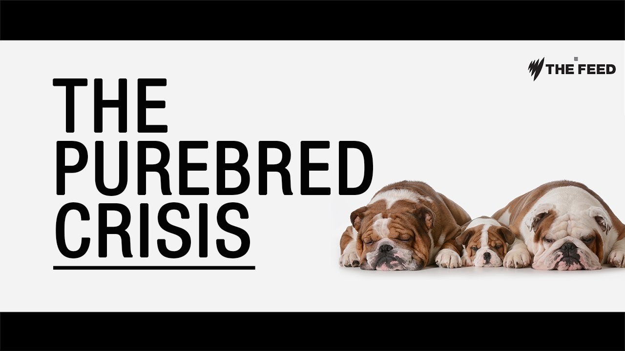 The Purebred Crisis: How dogs are being deformed in the name of fashion