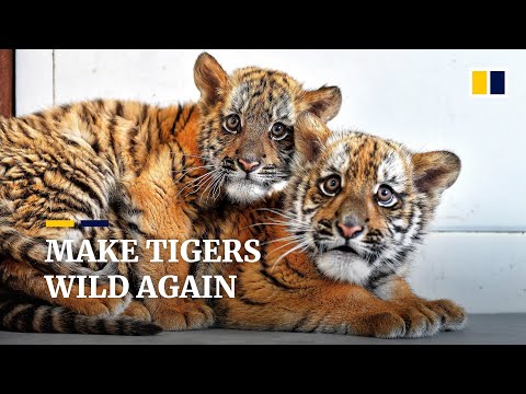 Tiger ‘kindergarten’ planned in China to hone cubs’ natural instincts suppressed in captivity