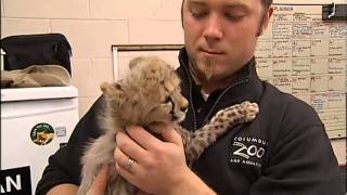 TOOCUTE VIDEO: Baby Cheetahs