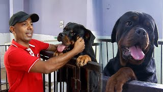 Rottweilerஐ பார்த்து யாரும் பயப்பட வேண்டாம்! அதுவும் ஒரு நல்ல பிள்ளைதான்... | Nanban