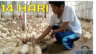 Pemeliharaan Bebek Pedaging Umur 14 Hari agar cepat gemuk