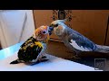True Parrot Love! Hand Raising Orphaned 2 Week Old Sun Conure With Cockatiel