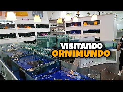 Visitando a loja de animais Ornimundo variação de peixes top