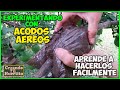 Cómo hacer un acodo aéreo fácil