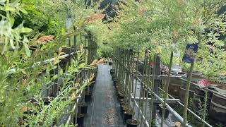 Salix Integra Hakuro-Nishiki Bonte Wilg Salix Prachtige Wilgen Voor Elke Tuin Tas Boomkwekerij