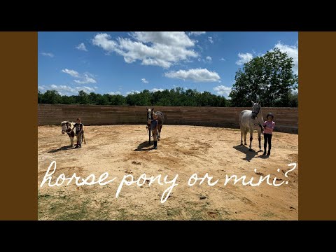 วีดีโอ: American Miniature Horse Horse Breed Hypoallergenic สุขภาพและอายุขัย