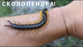 СКОЛОПЕНДРА ВКЪЩИ Mediterranean banded centipede Scolopendra cingulata #animals #venomous #centipede