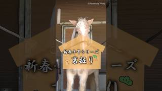 ＼馬の命を守るルーティン／「裏彫り」が第2の心臓を支える理由